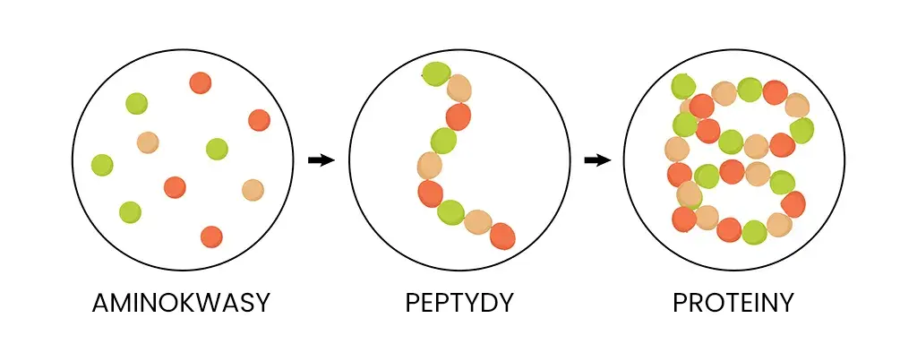 Biochemiczna struktura aminokwasów, peptydów i protein